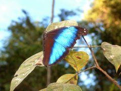 08-A huge butterfly